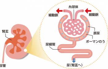 腎臓に流れてきた血液は糸球体という器官で濾過(ろか)されて、不要な成分を尿として排泄