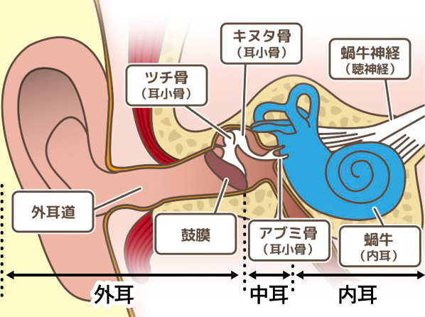 耳の中の構造図解