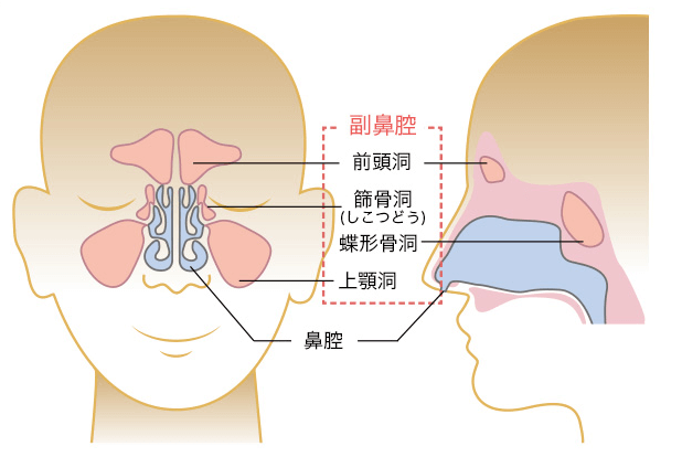 副鼻腔とは鼻の周りにある空洞のこと