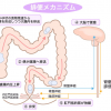 便意をもよおす方法と催すけど出ない理由