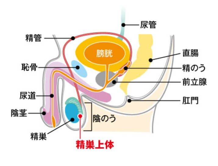 精巣上体を含む精巣の部位の断面