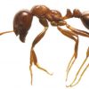 ヒアリと日本のアリの大きさや色を画像で比較
